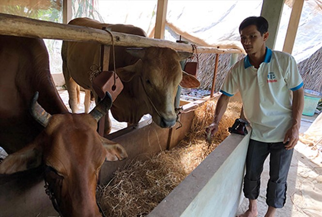 Cùng làm giàu trên quê hương Anh Danh Hoàng thành công với mô hình sản xuất khép kín trên quê hương
Ảnh: CTV