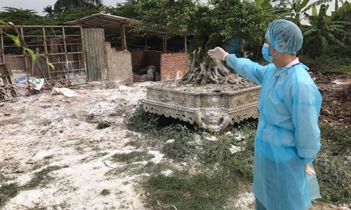 Dịch tả lợn châu Phi lan nhanh, chưa có dấu hiệu dừng lại Các địa phương đang khẩn trương triển khai công tác chống dịch