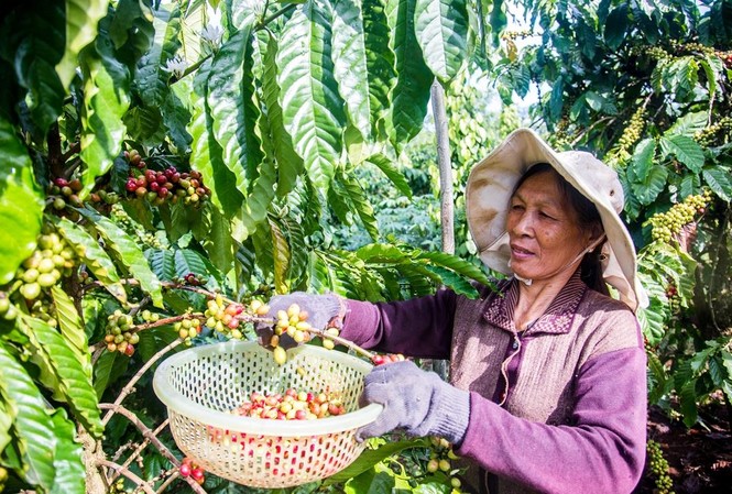 EVFTA mở ra cơ hội cực lớn cho nông sản Việt Nam Cà phê là một trong những nông sản xuất khẩu chủ lực và sẽ được hưởng ưu đãi ngay khi EVFTA có hiệu lực