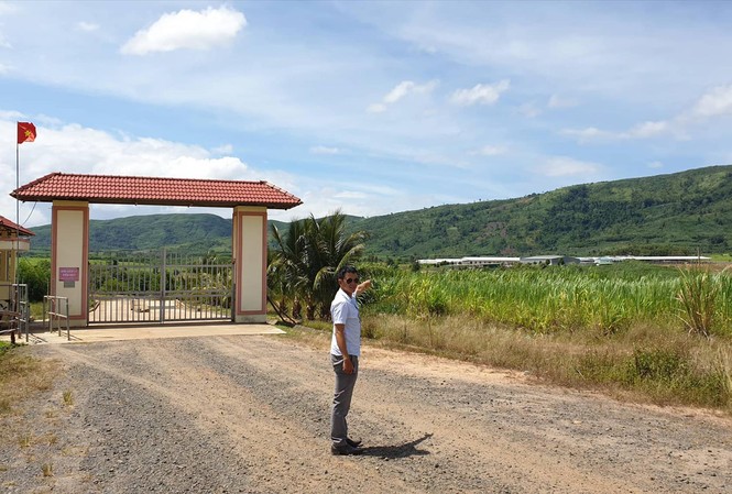 Nhiều sai phạm tại dự án nghìn hecta, vạn con bò Dự án nuôi bò của Cty Sao Đỏ tới nay vẫn dang dở chưa xong