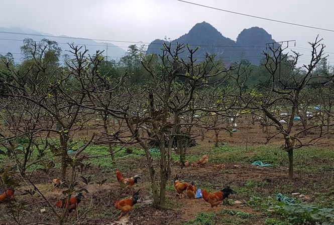 Nghĩ thêm từ cây na Tổ Na vườn ở Chi Lăng. ảnh: XB