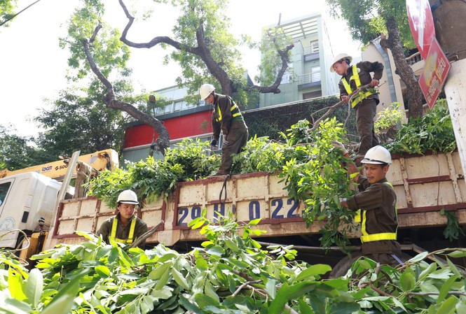 Hà Nội - Thành phố bốn mùa hoa nở Công việc cắt tỉa trước mùa mưa bão của CBCNV Cty Công viên Cây xanhẢnh: Như Ý