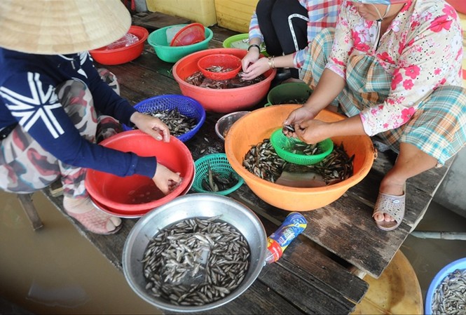 Thăng trầm mùa nước nổi Cá linh - đặc sản mùa nước nổi miền Tây Ảnh: C.K
