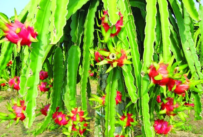 Phân bón hữu cơ Hiệp Thanh - vì nông nghiệp xanh Phân bón hữu cơ Hiệp Thanh giúp cải tạo đất, tăng năng suất, chất lượng và an toàn nông sản