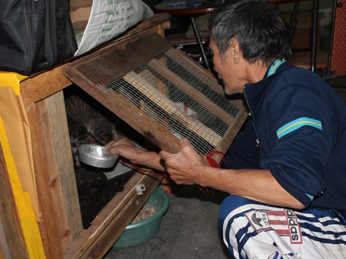 Chó, mèo cũng phải đăng ký 'chính chủ' Chó, mèo cũng phải đăng ký 'chính chủ'
