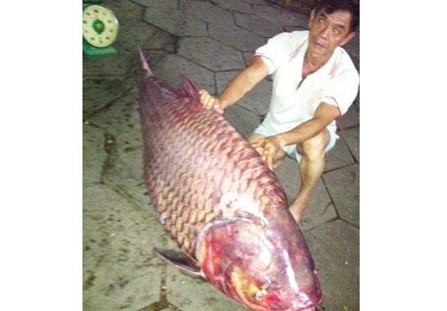 Bắt được cá hô nặng 130kg Bắt được cá hô nặng 130kg