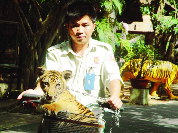 Ở nơi hổ đẻ sòn sòn Con hổ tên “Bi” Ảnh: T.N.A