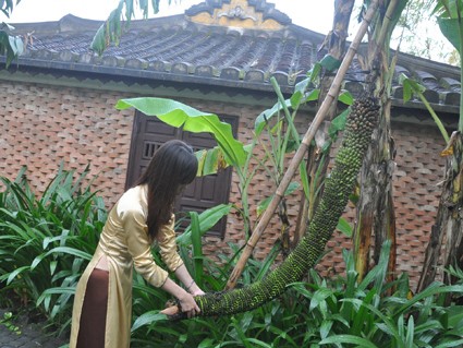Buồng chuối 200 nải ở khu vườn nhà cổ triệu đô Buồng chuối 200 nải ở khu vườn nhà cổ triệu đô