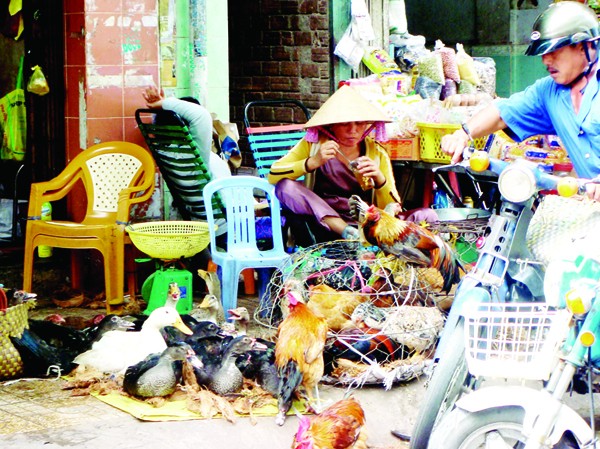 Gia cầm lại gây lo ngại cho dân thành phố Gia cầm, thủy cầm sống trái phép và chưa qua kiểm dịch bày bán tại quận 5. Ảnh: Đại Dương
