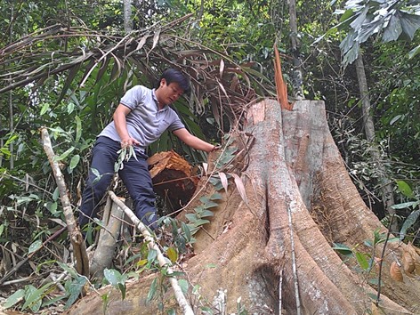Tan hoang rừng tự nhiên Phong Điền Tan hoang rừng tự nhiên Phong Điền