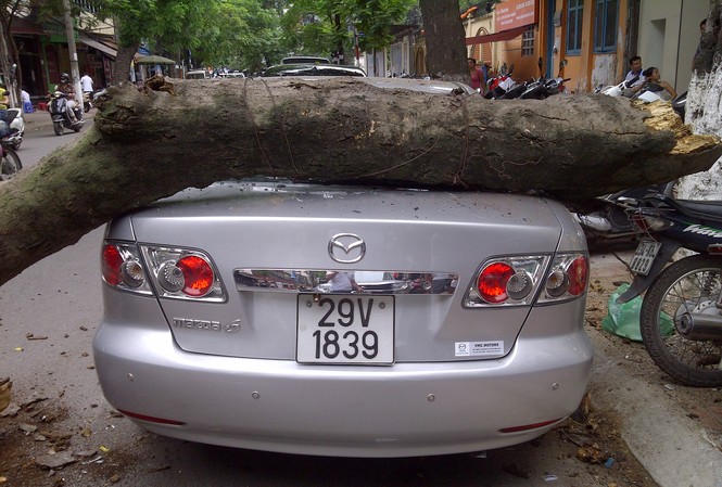 Cây gỗ mục đổ đè 'xế hộp' Thân cây rơi đúng chiếc xế hộp