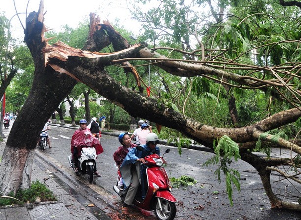 Huế: gió lốc, mưa đá làm hàng loạt cây cối đổ gãy Huế: gió lốc, mưa đá làm hàng loạt cây cối đổ gãy