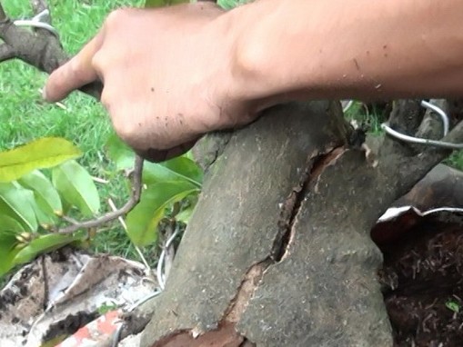 Mánh khóe làm mai 'đểu' Mánh khóe làm mai 'đểu'