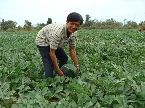 Giàu từ thuê đất trồng dưa Giàu từ thuê đất trồng dưa