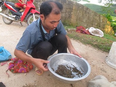 Ồ ạt bắt đỉa, vỗ béo đem bán Ồ ạt bắt đỉa, vỗ béo đem bán