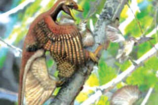 Khủng long thích thịt chim Khủng long thích thịt chim