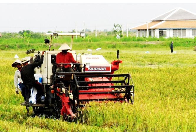 Trang trại hữu cơ đánh thức U Minh hạ Thu hoạch cánh đồng mẫu lúa hữu cơ tại U Minh hạ Ảnh N.T.H