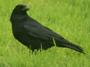 Phát hiện mới về khả năng ghi nhớ của loài quạ Phát hiện mới về khả năng ghi nhớ của loài quạ