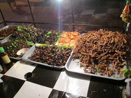 Về việc FAO khuyến cáo ăn côn trùng: Cần cẩn trọng với chất độc Về việc FAO khuyến cáo ăn côn trùng: Cần cẩn trọng với chất độc