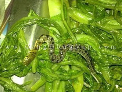 Nửa con rắn trong suất cơm văn phòng Nửa con rắn trong suất cơm văn phòng