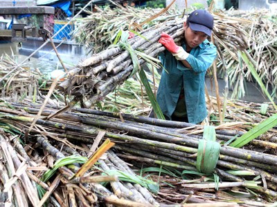 Doanh nghiệp kiến nghị chưa nên nhập khẩu ngay Nông dân lãi 460 đồng/kg mía, còn doanh nghiệp lãi 1.800 đồng/kg đường tại nhà máy Ảnh: Gia Thọ