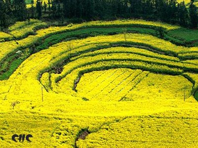 Sững sờ trước vẻ đẹp thung lũng hoa cải La Bình Sững sờ trước vẻ đẹp thung lũng hoa cải La Bình