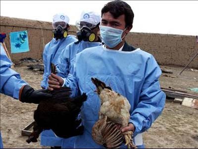 Lo virus H5N1 trên gia cầm tiếp tục biến đổi Lo virus H5N1 trên gia cầm tiếp tục biến đổi
