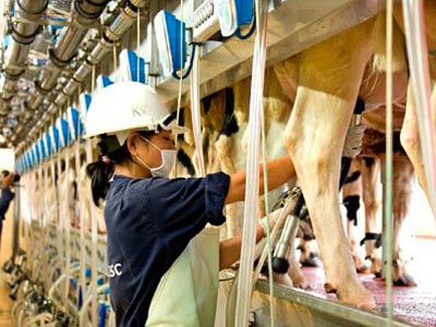 Tham vọng của đại gia Việt cho bò...nghe nhạc Tham vọng của đại gia Việt cho bò...nghe nhạc