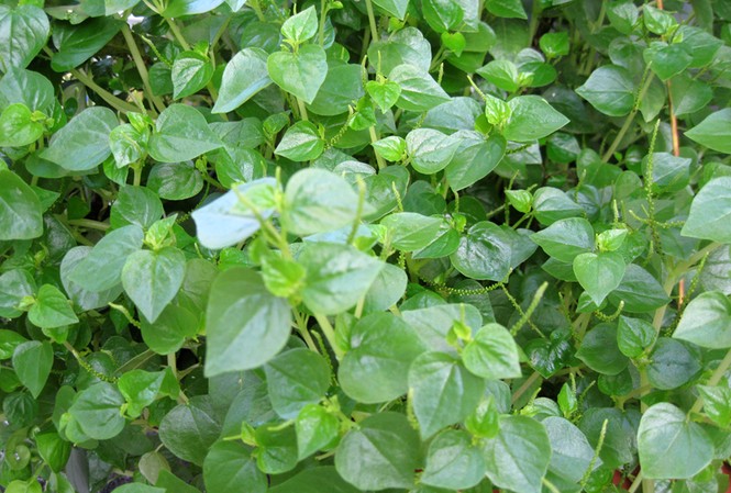 Bữa nhậu rau càng cua Rau càng cua