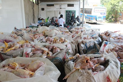 Phát hiện nửa tấn gà chết sắp tiêu thụ Phát hiện nửa tấn gà chết sắp tiêu thụ