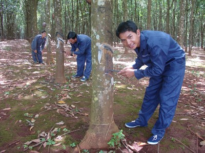 Khổ vì mủ cao su rớt giá Khổ vì mủ cao su rớt giá