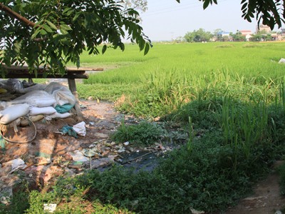 Bẩn như mơ, mận làm ô mai Bẩn như mơ, mận làm ô mai