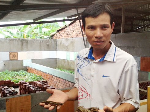 'Vua' rắn mối miền Tây 'Vua' rắn mối miền Tây