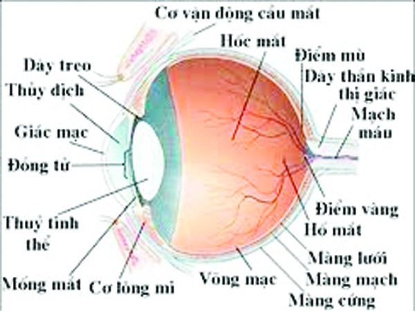 Bệnh viện Mắt Hà Nội: Lập lờ tráo nhân thủy tinh thể ? Bệnh viện Mắt Hà Nội: Lập lờ tráo nhân thủy tinh thể ?