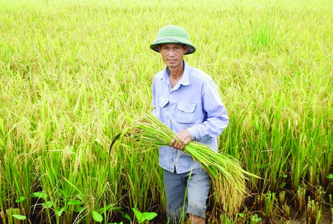 Nông dân trồng lúa sẽ được hỗ trợ tiền hằng năm Nông dân sản xuất lúa sẽ được Chính phủ hỗ trợ tiền hàng năm