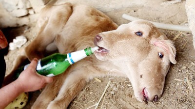 Chú bê có hai đầu, ba tai, bốn mắt Chú bê có hai đầu, ba tai, bốn mắt
