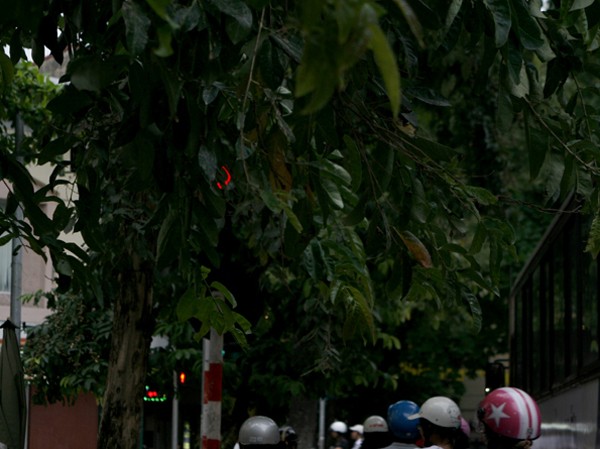 Cây xanh che mắt người đi đường Đèn tín hiệu trên ngã tư phố Quang Trung, Tràng Thi