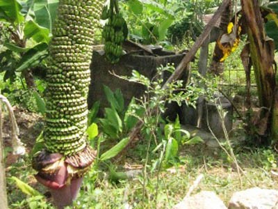 Thêm buồng chuối 'khủng' hơn 200 nải ở Nghệ An Thêm buồng chuối 'khủng' hơn 200 nải ở Nghệ An