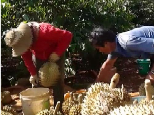 Ép chín sầu riêng bằng thuốc ‘lạ’ Ép chín sầu riêng bằng thuốc ‘lạ’