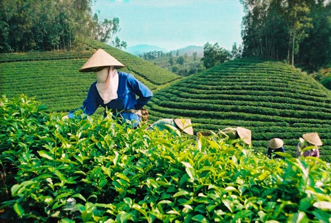 Khẳng định vị thế chè Việt Khẳng định vị thế chè Việt