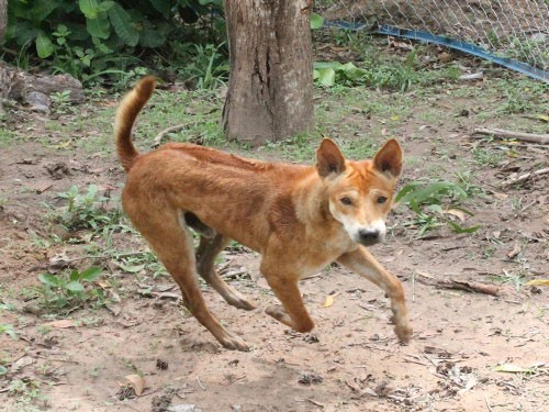 Thần khuyển đại tướng quân Thần khuyển đại tướng quân