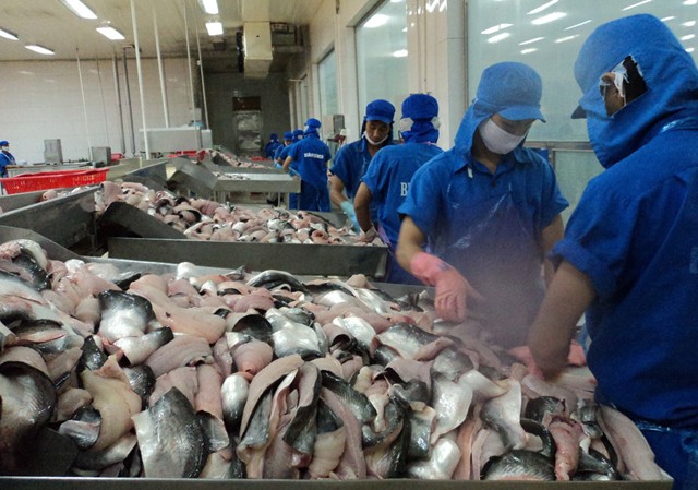 Vẫn khó vay vốn phát triển cá tra Vẫn khó vay vốn phát triển cá tra