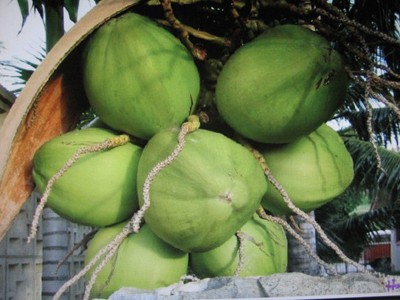 Lại tự bơi Lại tự bơi