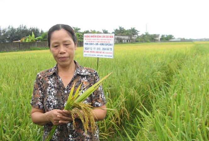 Thử nghiệm thành công thuốc trị bệnh lùn sọc đen Ruộng lúa 3 sào bị lùn sọc đen nặng, sau khi dùng thuốc Exin cho năng suất 250kg/sào. Ảnh: Phạm Anh