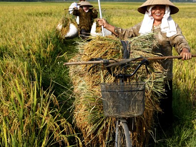 Nguyên Phó Thủ tướng: Không thể để người trồng lúa tiếp tục hy sinh Nguyên Phó Thủ tướng: Không thể để người trồng lúa tiếp tục hy sinh