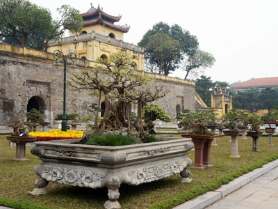 Triển lãm cây bạc tỷ: Vui là chính, được giá thì bán Triển lãm cây bạc tỷ: Vui là chính, được giá thì bán