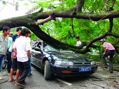 Tai nạn do cây gãy đổ: Ai chịu trách nhiệm? Tai nạn do cây gãy đổ: Ai chịu trách nhiệm?