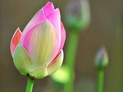 Tôn vinh vẻ đẹp phụ nữ Việt Tôn vinh vẻ đẹp phụ nữ Việt