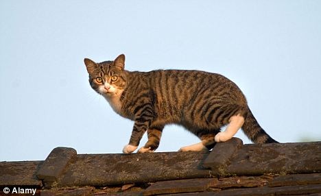 25 cảnh sát giải cứu... một chú mèo 25 cảnh sát giải cứu... một chú mèo