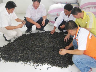 Săn đỉa, bán hơn triệu đồng/kg Săn đỉa, bán hơn triệu đồng/kg